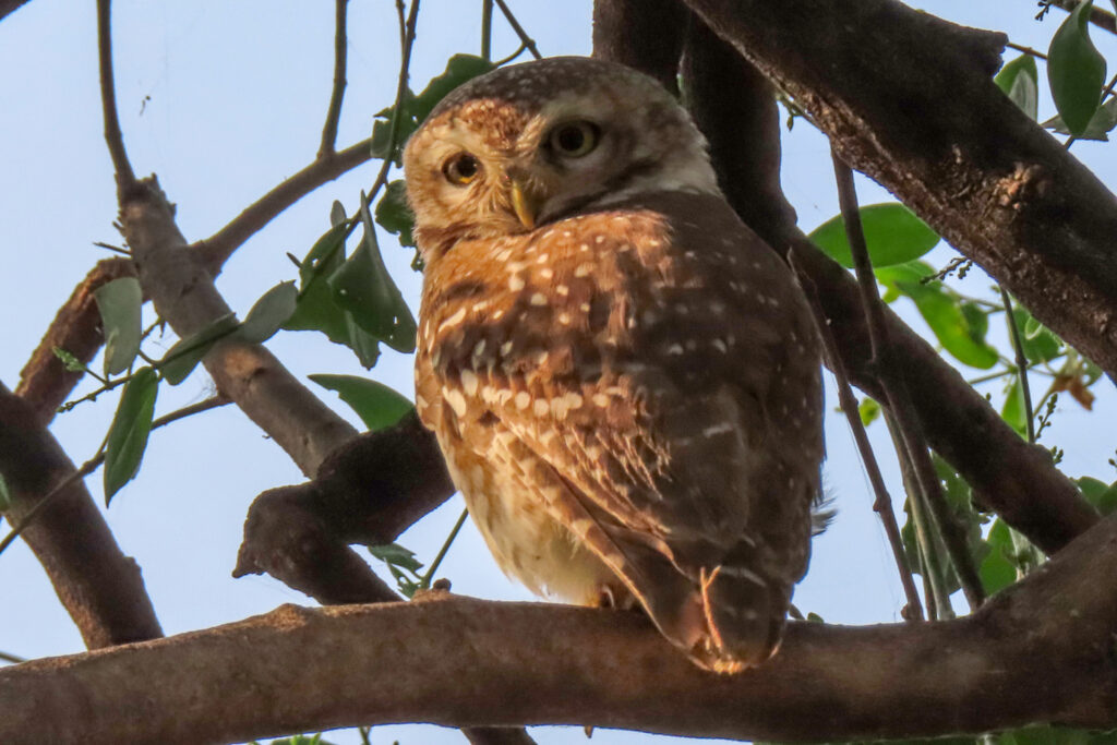 spotted owlet_Bharatpur
