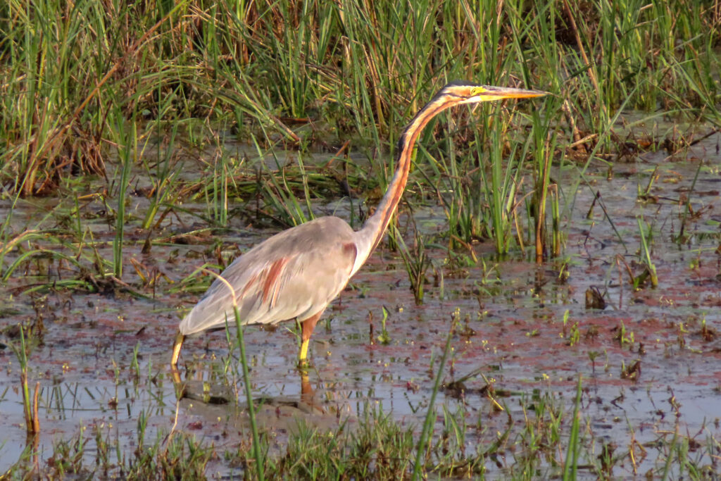 Purple heron_Bharatpur