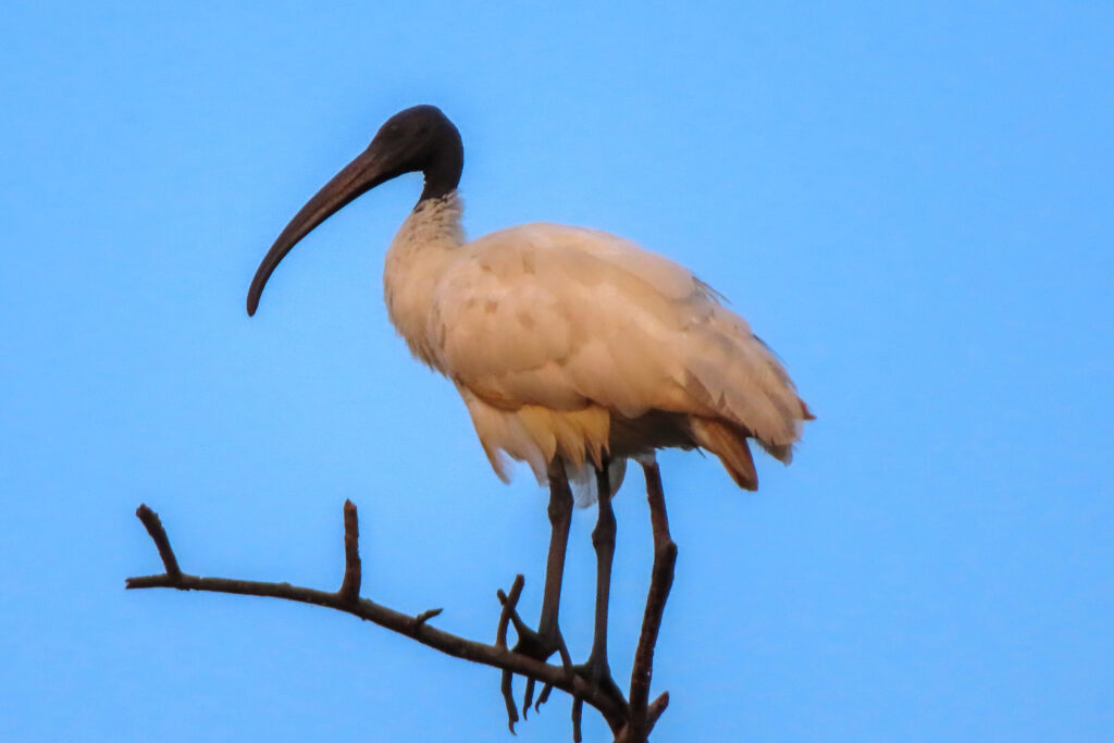 Black headed Ibis_Bharatpur