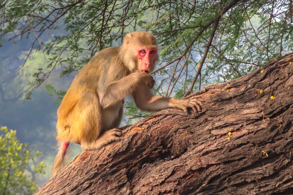 Monkey_Bharatpur