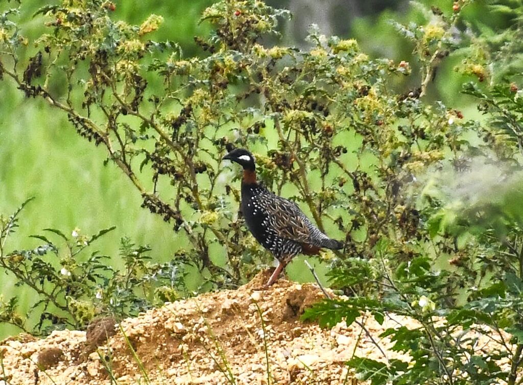 Travelogue on Purulia Wildlife (13)