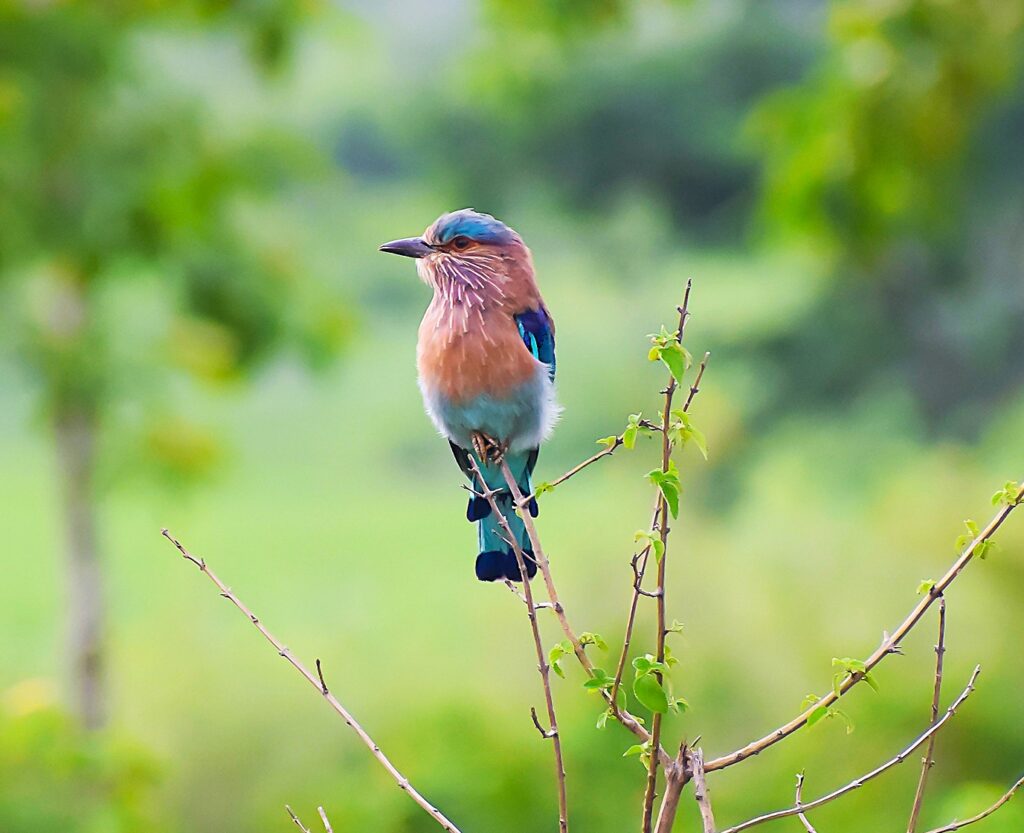 Travelogue on Purulia Wildlife (1)