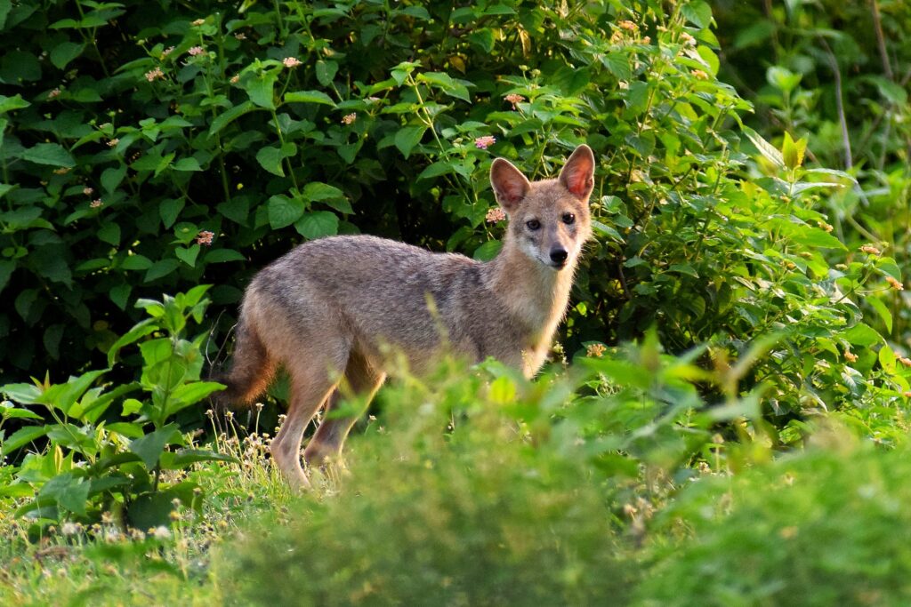 Travelogue on Purulia Wildlife (12)