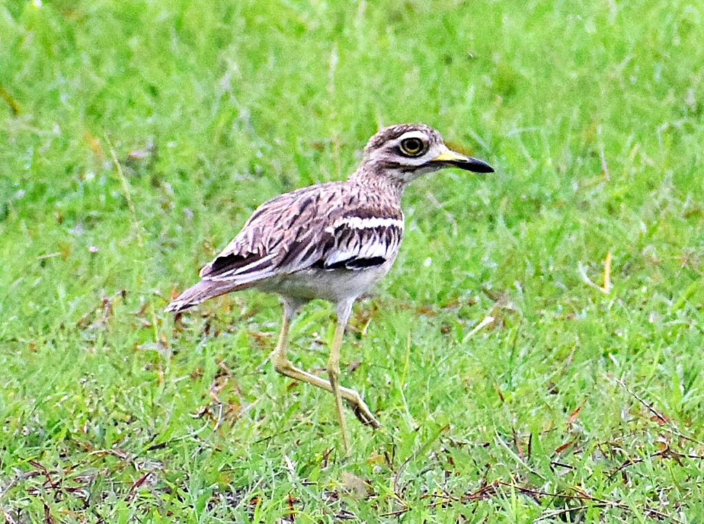 Travelogue on Purulia Wildlife (2)