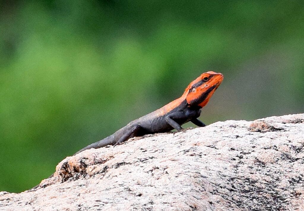 Travelogue on Purulia Wildlife (3)