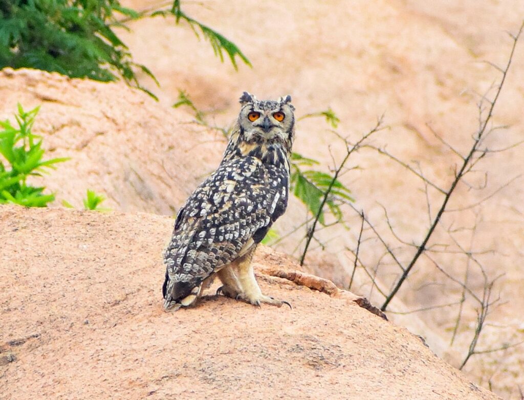 Travelogue on Purulia Wildlife (4)