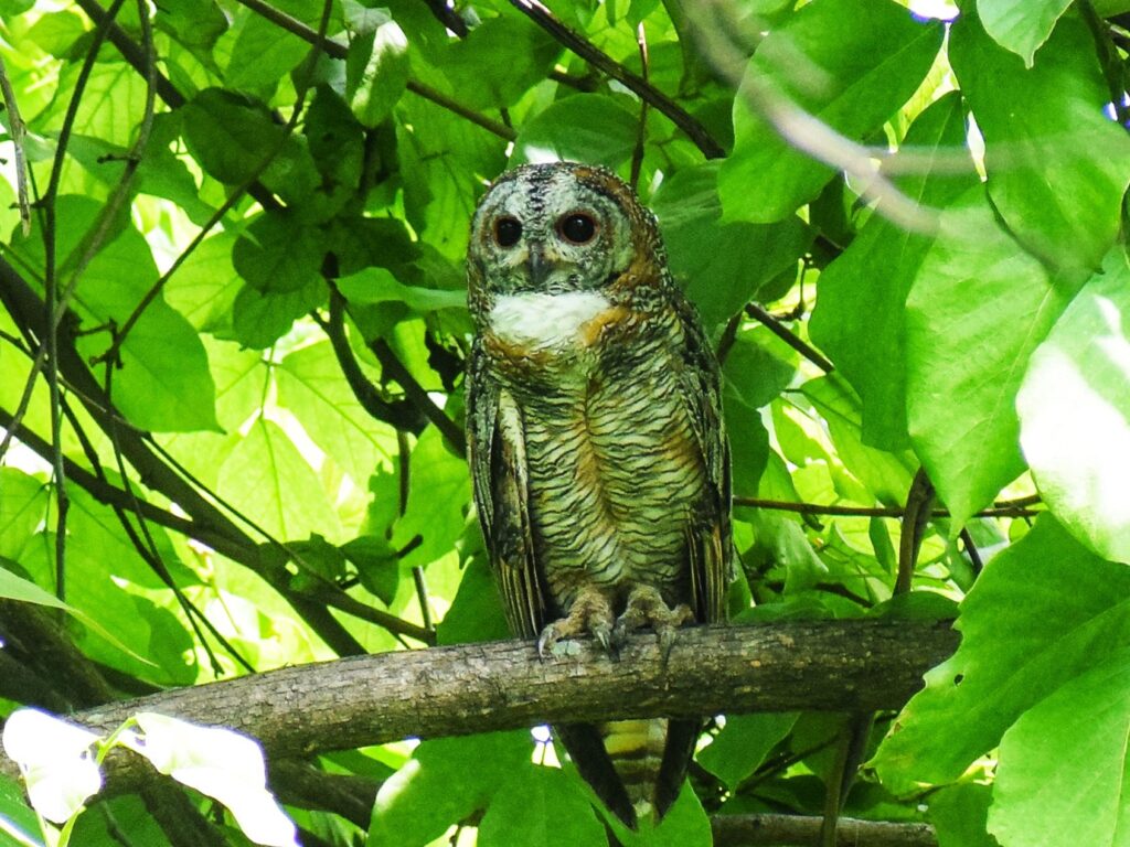 Travelogue on Purulia Wildlife (5)