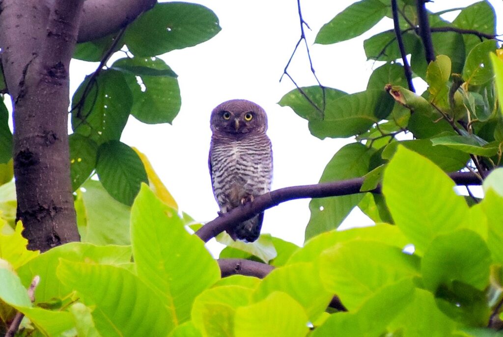 Travelogue on Purulia Wildlife (6)