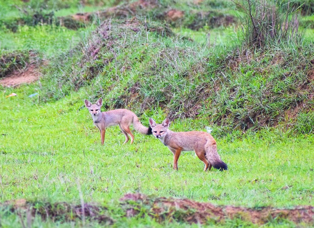 Travelogue on Purulia Wildlife (9)