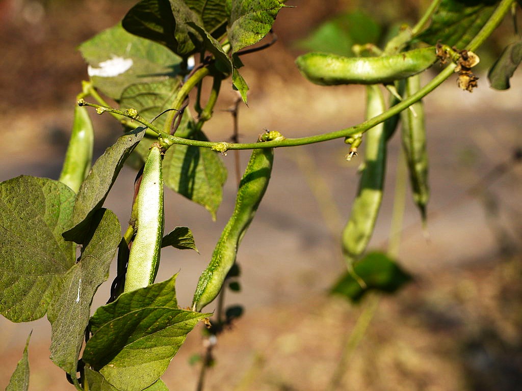 Village food column on spring cuisine (1)