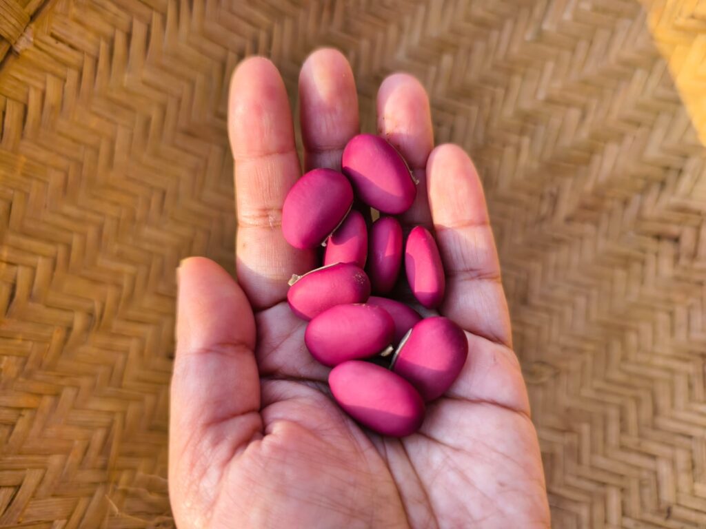 Village food column on spring cuisine (4)