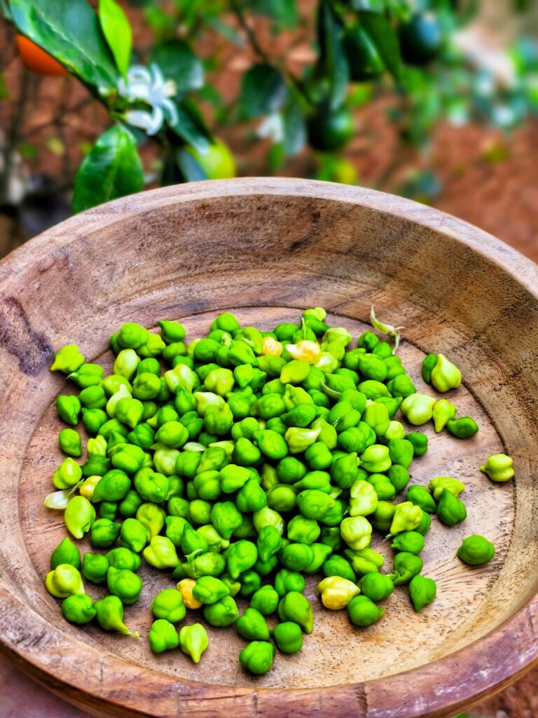 Village food column on spring cuisine (6)