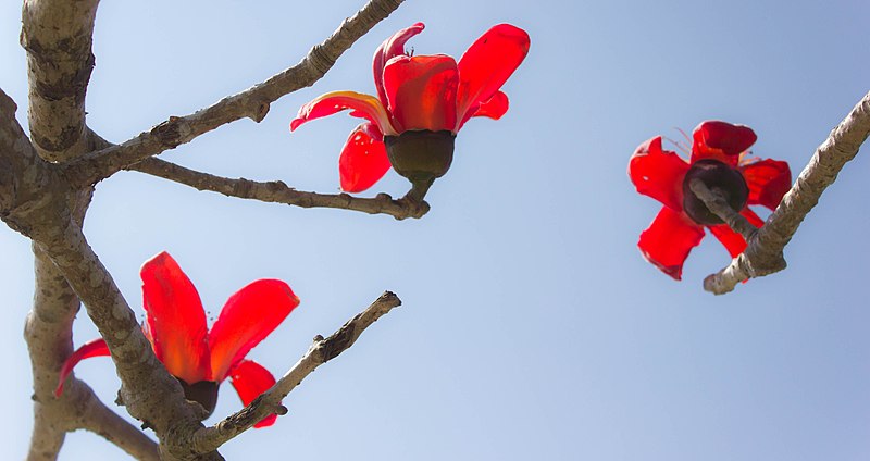 Village food column on spring cuisine (8)