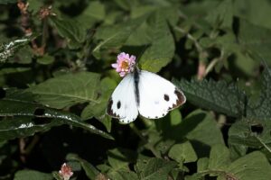 Butterfly Photo Story Cover