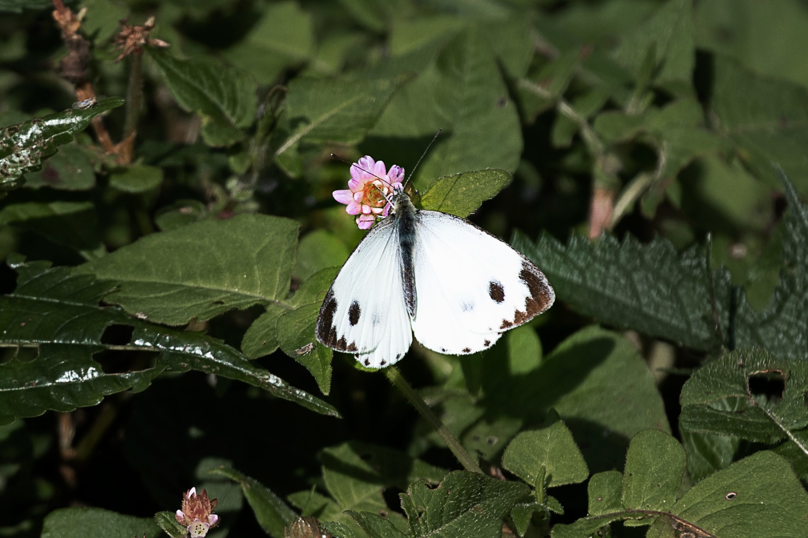 Butterfly Photo Story Cover
