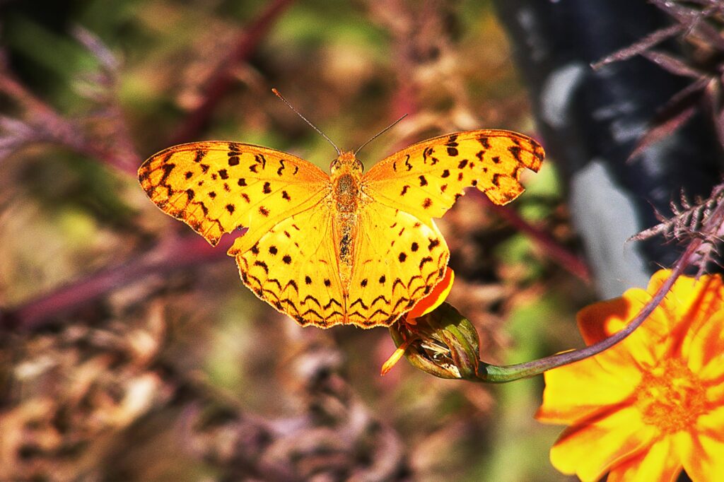 Butterfly Photo Story by Pradipta Chakraborty (1)
