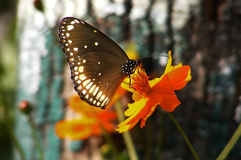 Butterfly Photo Story by Pradipta Chakraborty (2)