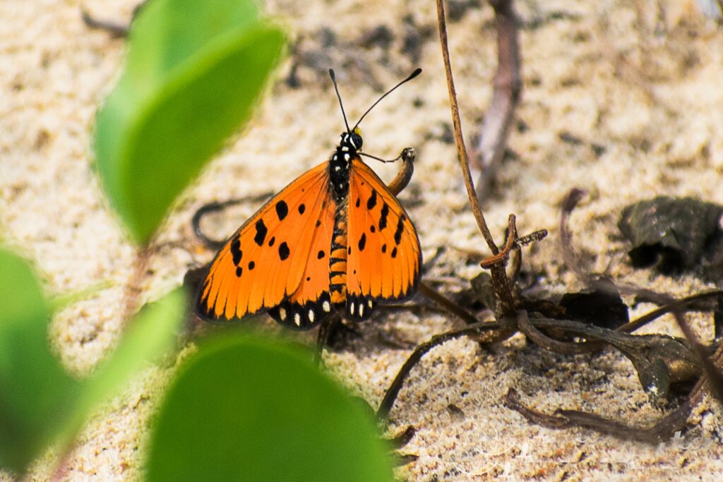 Butterfly Photo Story by Pradipta Chakraborty (3)