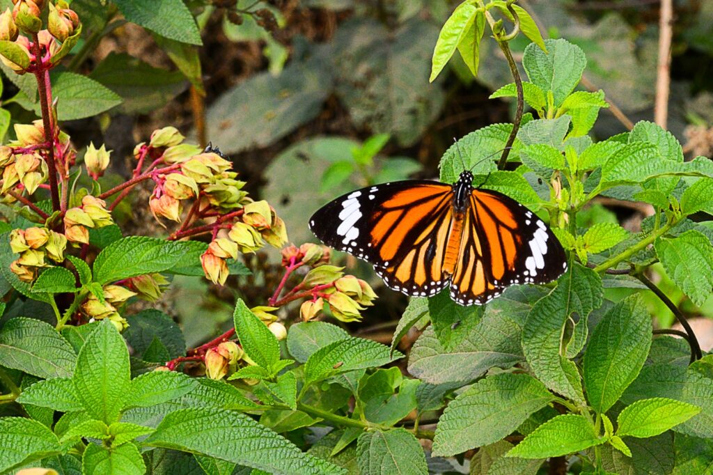 Butterfly Photo Story by Pradipta Chakraborty (4)