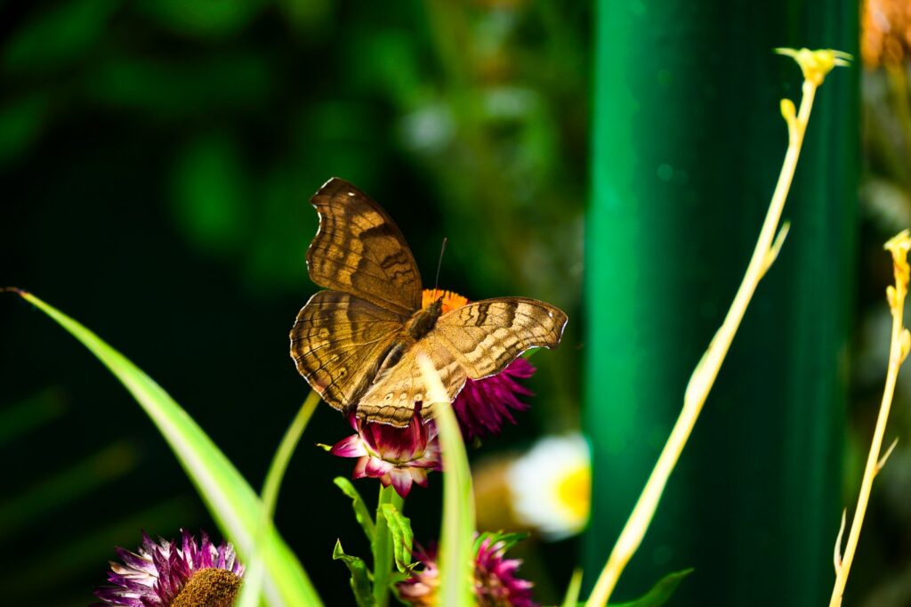 Butterfly Photo Story by Pradipta Chakraborty (5)