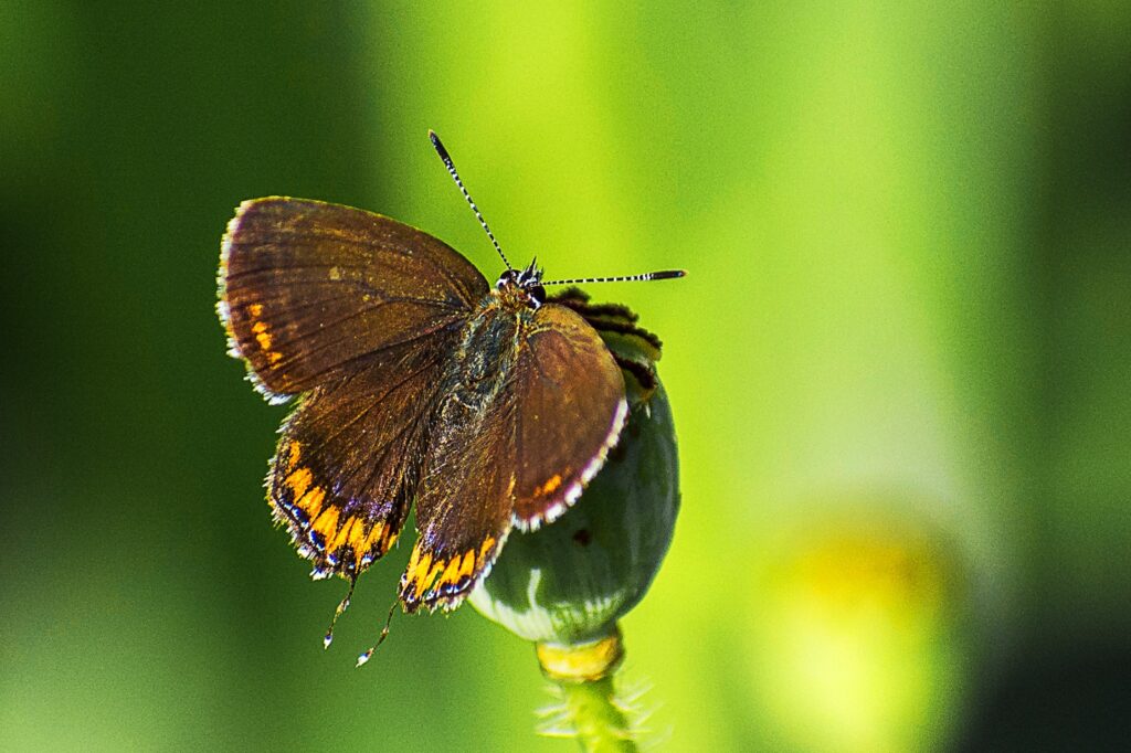 Butterfly Photo Story by Pradipta Chakraborty (7)