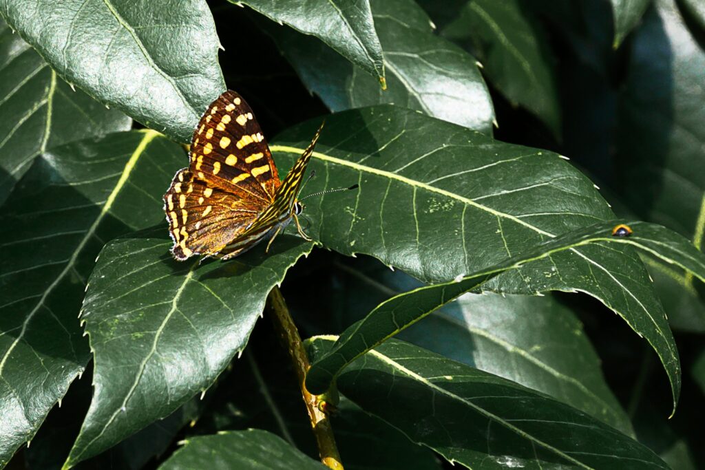 Butterfly Photo Story by Pradipta Chakraborty (8)