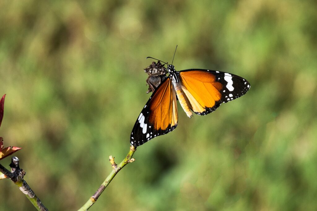Butterfly Photo Story by Pradipta Chakraborty (9)