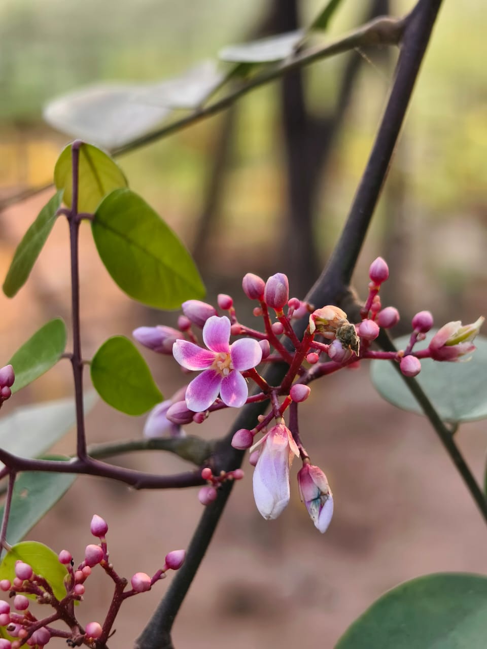 Chaitra Season Food article (6)