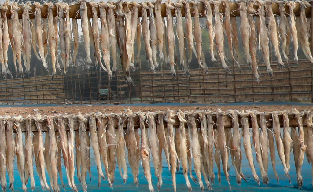 Dry Fish Photo Story_Nirmalya Chatterjee (11)