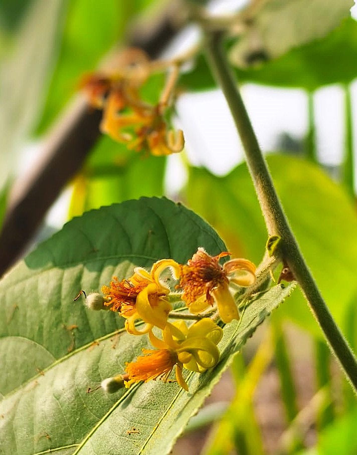 Summer food article by Amrita Bhattacharya (1)