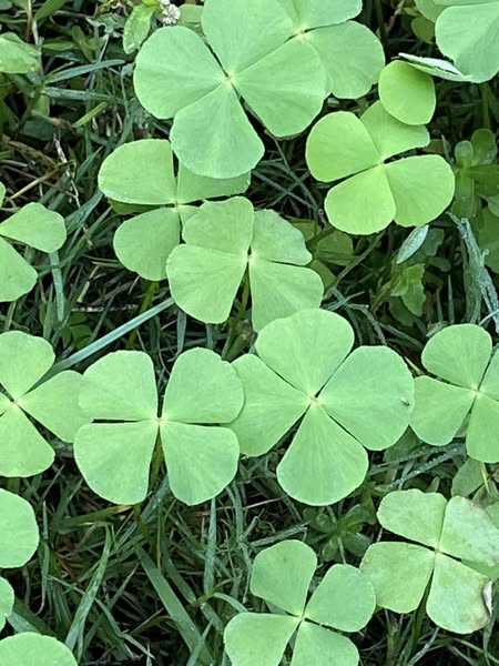 Summer food article by Amrita Bhattacharya (1)