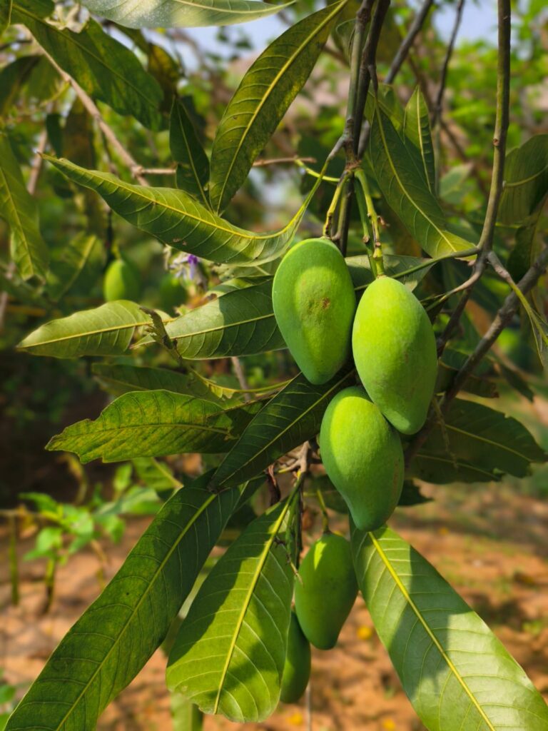 Summer food article by Amrita Bhattacharya (2)