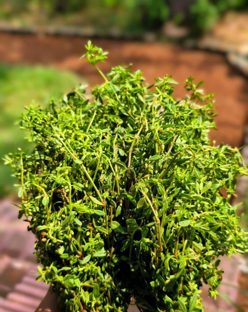 Summer food article by Amrita Bhattacharya (4)