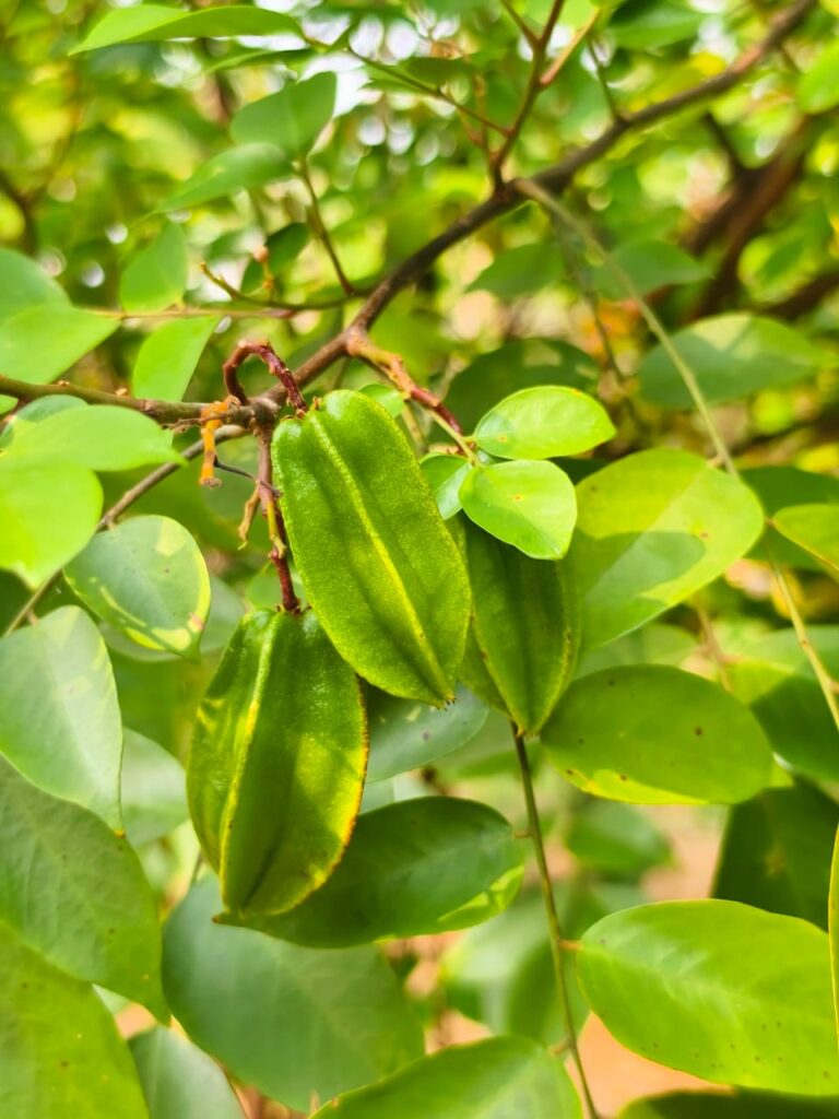 Summer food article by Amrita Bhattacharya (7)