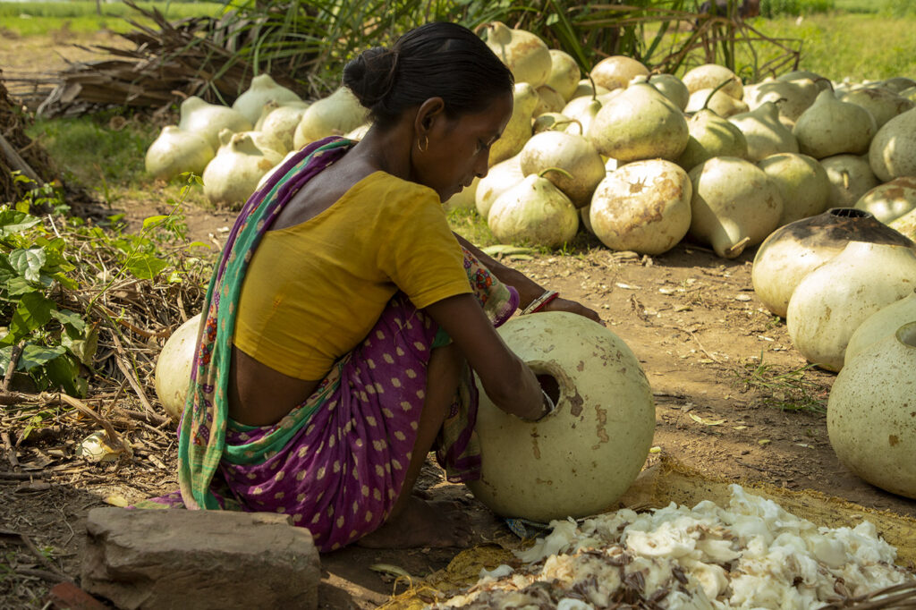 03_Calabash Gourd_Photostory_Nirmalya Chatterjee_6.6.2025_SL