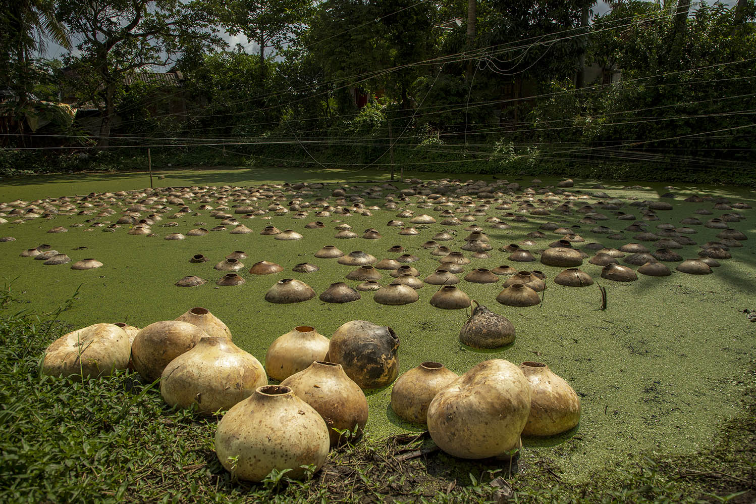 06_Calabash Gourd_Photostory_Nirmalya Chatterjee_6.6.2025_SL