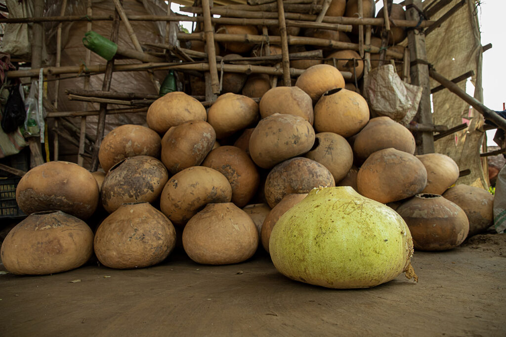 08_Calabash Gourd_Photostory_Nirmalya Chatterjee_6.6.2025_SL