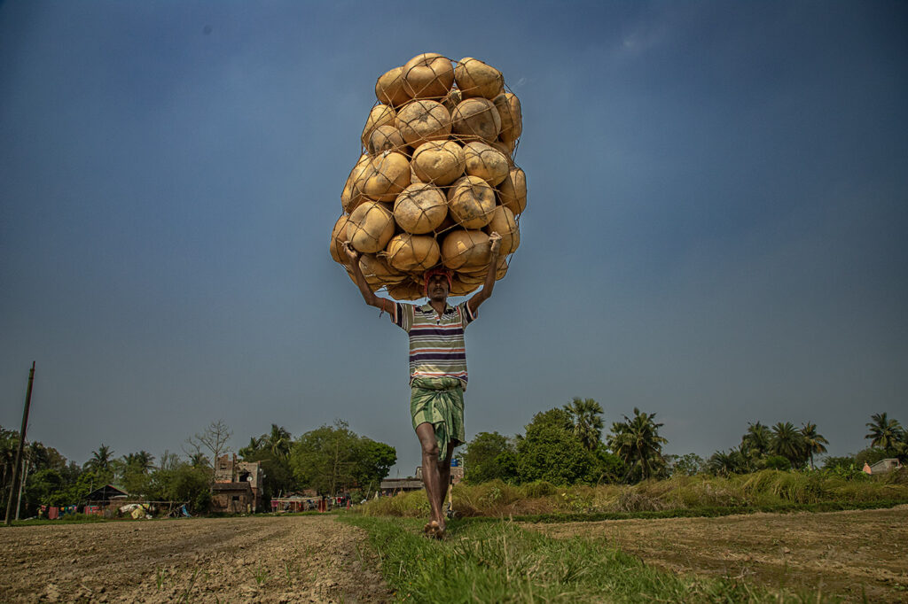 10_Calabash Gourd_Photostory_Nirmalya Chatterjee_6.6.2025_SL