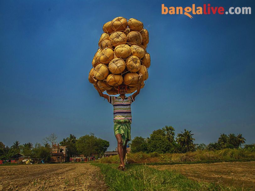 Calabash Gourd_Photostory Cover_Nirmalya Chatterjee_6.6.2025_SL