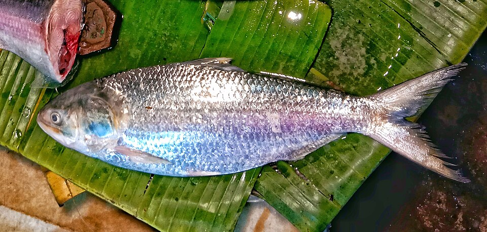 Village Fish