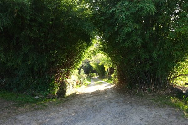 Way to Holm Farm Heritage resort, Ranikhet